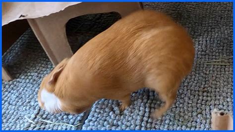 Hilarious Guinea Pig Popcorning Zoomies And Rumblestrutting Youtube