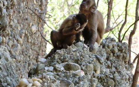 Wild Monkeys Stone Tools Force A Rethink Of Human Uniqueness