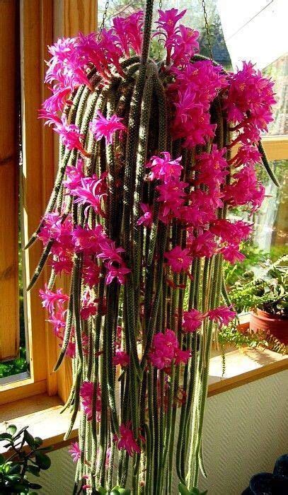 Zeword la forma mas facil de la pista de clarin crucigrama planta liliacea de flores grandes y hermosas se ha publicado 6 vezveces y tiene 1 unicas respuestas en nuestro sistema. Pin de Maria Mejia en Jardines | Flores exóticas, Plantas ...