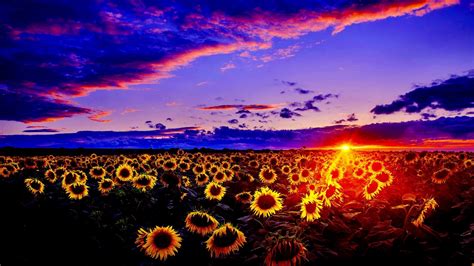 Sunset Nature Sunflower Field Hd Wallpaper