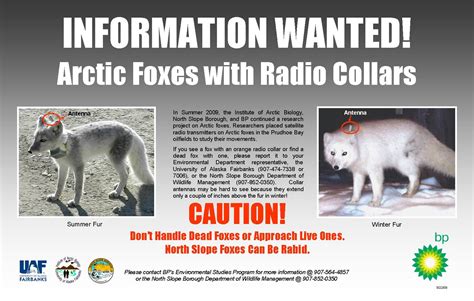 Arctic Fox Movement And Diet Research