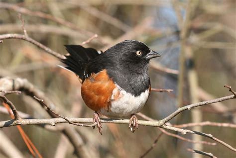 Eastern Towhee Pipilo Erythrophthalmus Natureworks