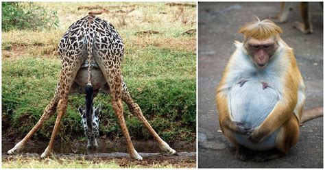 20 Adorable And Heartwarming Pictures Of Pregnant Animals Useful Gen