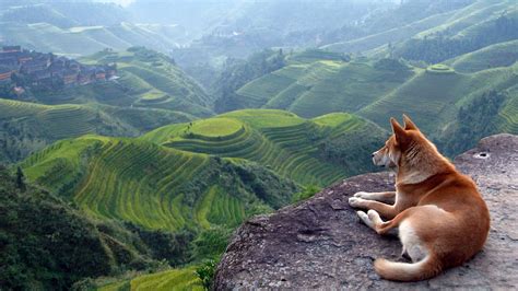 Dog Terraced Field Landscape Animals Wallpapers Hd Desktop And