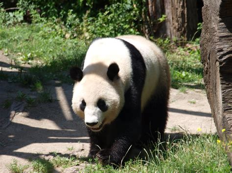 Vienna Zoo Austria Pandas Nigel Swales Flickr