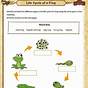 Life Cycle Of Animals Worksheet