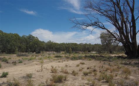 Murray River In Drought Australias Mighty Murray River S Flickr