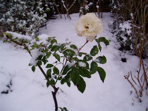 White Rose In Winter Snow 02022009 A White Rose Flower Flickr