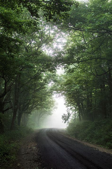 Foggy Road In The Trees East Of The Sun New Roads The Day Will Come