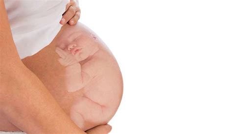 Cómo Crece Su Bebé En El Vientre Revista Pediatría Y Familia