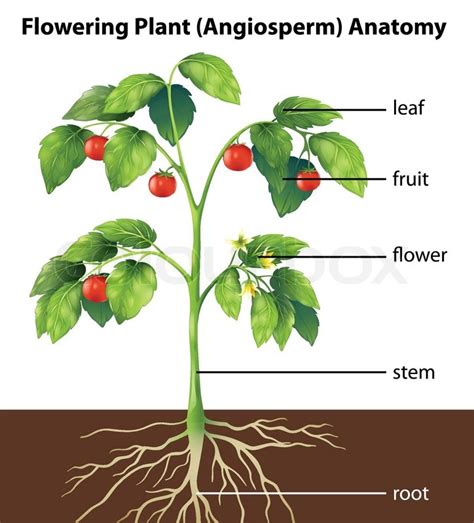 Draw this cute plant cell by following this drawing lesson. Illustration showing the parts of a tomato plant | Stock ...