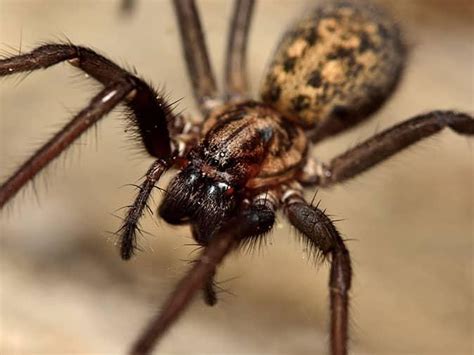 How Colorado Homeowners Can Keep Spiders Out During Fall Spiders In