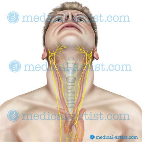 Anatomy Of The Head And Neck Medical Illustrations Showing The