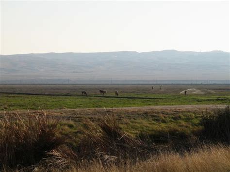 Tule Elk State Reserve Park