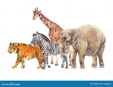 Watercolor Giraffe Elephant Zebra And Tiger Illustration Stock Image