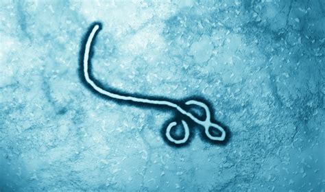 The first symptoms are usually fever, sore throat, muscle pain, and headaches. Researchers Unlock the Biomechanics of How the Ebola Virus ...