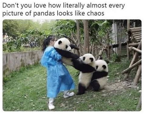 Panda Memes Will Always Be Adorable Lol Pics