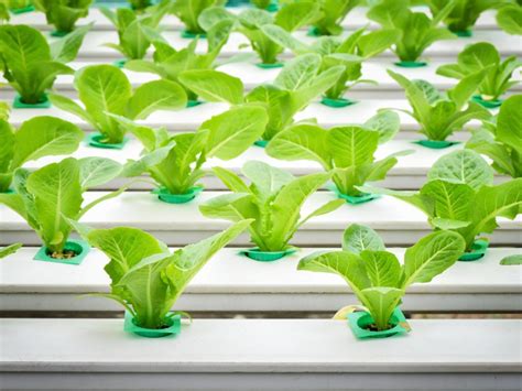 Growing Plants Indoors With Hydroponics Gardening Know How