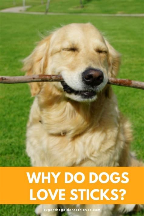 Dogs Love Sticks Safe Sticks Your Dog Can Play Fetch Golden Woofs