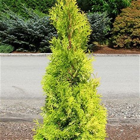 Globe arborvitae shrubs (dwarf danica arborvitae) stay in a neat, round shape with no pruning needed. Thuya occidentalis "Smaragd" - Cèdre Emeraude / Emerald ...