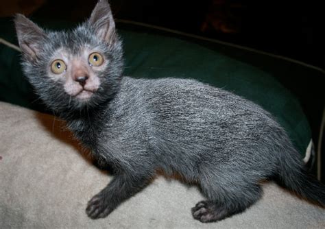 Species Of Cat Bred To Look Like Werewolf The Mary Sue