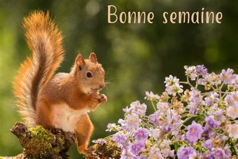 Nos Amis Les Animaux Page 521 Loisirs Discussions Forum