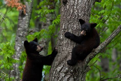 Polar bear cubs spend the majority of their early childhood days in the safety of the den to stay warm and to bond with their mother. Wild Black Bear Cubs | In The Woods | Pinterest