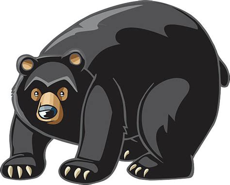 Black Bear Illustrations Royalty Free Vector Graphics