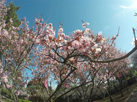 Cherry Blossom Auburn Botanical Garden Sydney Botanical Gardens