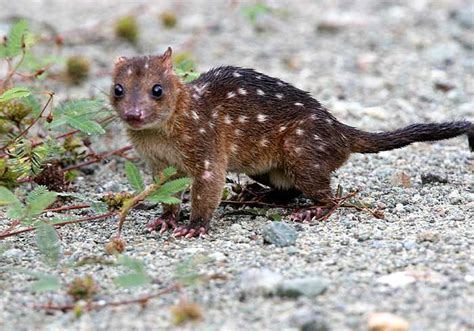 New Guinean Quoll Сумасшедшие животные Животные Фотографии животных