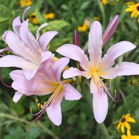 Growing Surprise Lilies — The Forest Flower