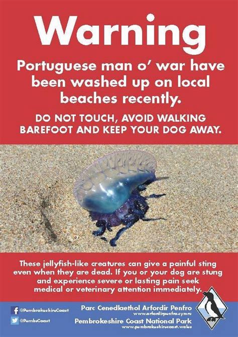 It doesn't have a brain, and it can't swim. All the Welsh beaches where Portuguese Man o' War ...