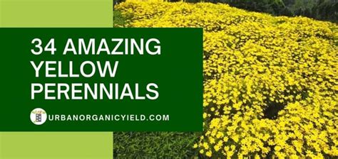 34 Amazing Yellow Perennials For A More Beautiful Garden