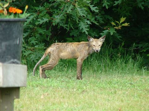 Wildlife Sickly Fox Litchfield County Ct Thriftyfun