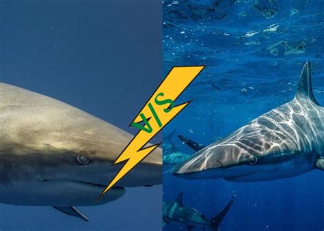 Nature's most terrifying animal and the reason i still hyperventilate every time i feel a piece of seaweed brush past my leg in the ocean is exactly the reason it was crucial to. Bull Shark vs Tiger Shark | Bull Shark Attack | Tiger ...