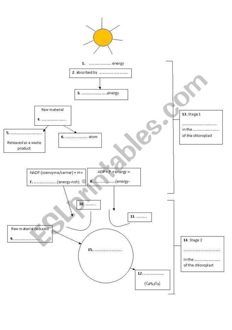 English Worksheets Photosynthesis Worksheet Photosynthesis Worksheet English Lessons For