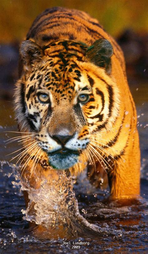 Leopard Tiger Manipulation By Dojan5 On Deviantart