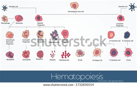 Infographic Of Hematopoietic Stem Cell Derived Blood Cells Chart List