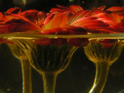Underwater Flowers Davidmeister Flickr
