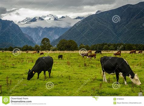 A Beautiful New Zealand Landscape Stock Image Image Of