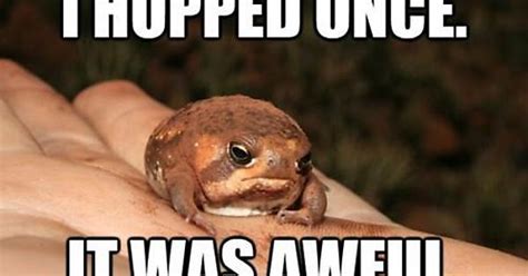 Grumpy Frog Imgur