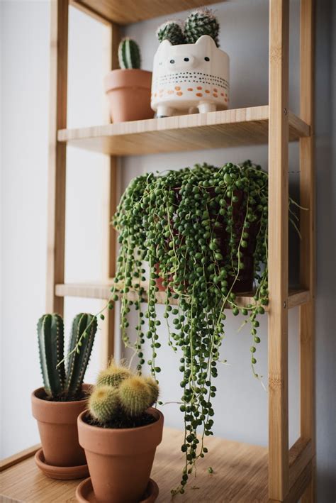 Cacti On Brown Wooden Shelves · Free Stock Photo