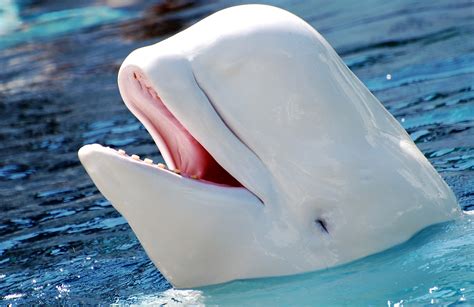 Beluga Whale Facts And Adaptations Delphinapterus Leucas