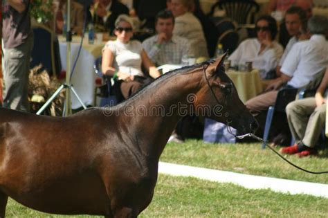 Arabian Horse Championship Editorial Photo Image Of Championship
