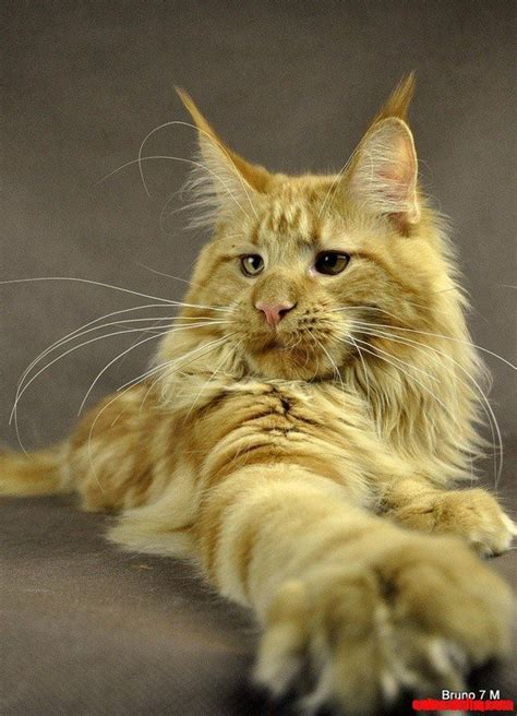 Catch The Wonderful Funny Maine Coon Cat Pictures Hilarious Pets Pictures