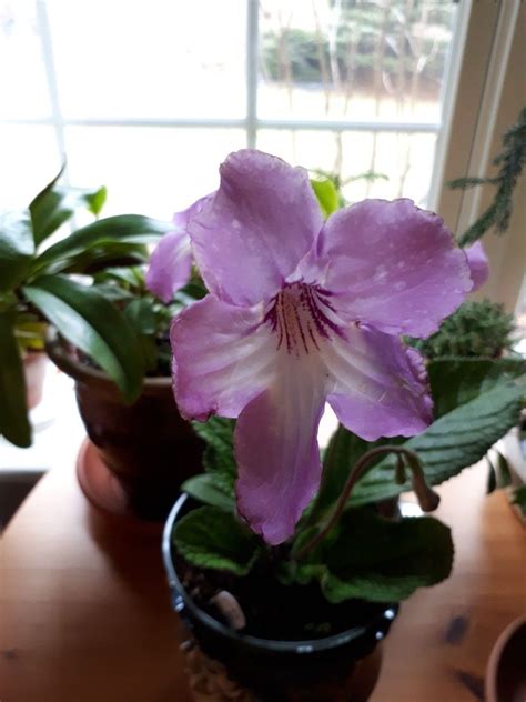 Check spelling or type a new query. Cute Strep from 2018 CT Garden & Flower Show Hartford CT ...