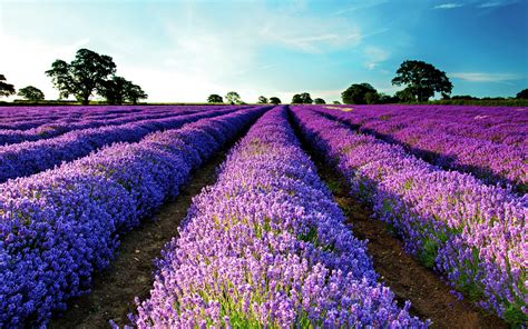 Lavender Field Wallpaper High Definition High Quality Widescreen