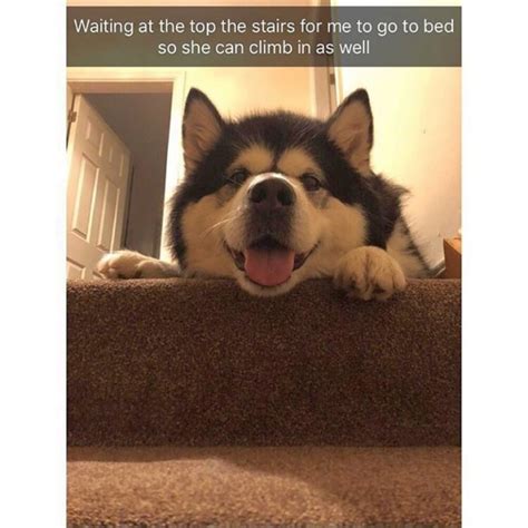 17 Dog Memes With Captions That Will Make You Lol Funny