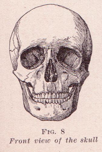 Front View Of Skull Human Skull Drawing Skull Sketch Skeleton Drawings