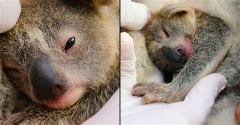 This Image Of The First Baby Koala Born After The Bushfire Is The Only